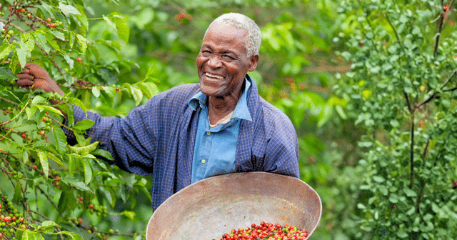 帶您認識肯亞咖啡豆三大產地!介紹肯亞咖啡豆特色風味