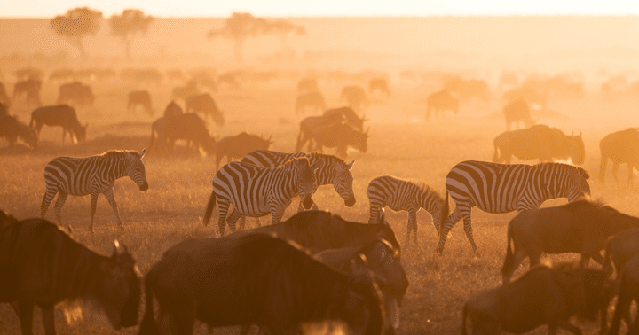 一生人要看一次!肯亞動物大遷徙原因及月份時間介紹